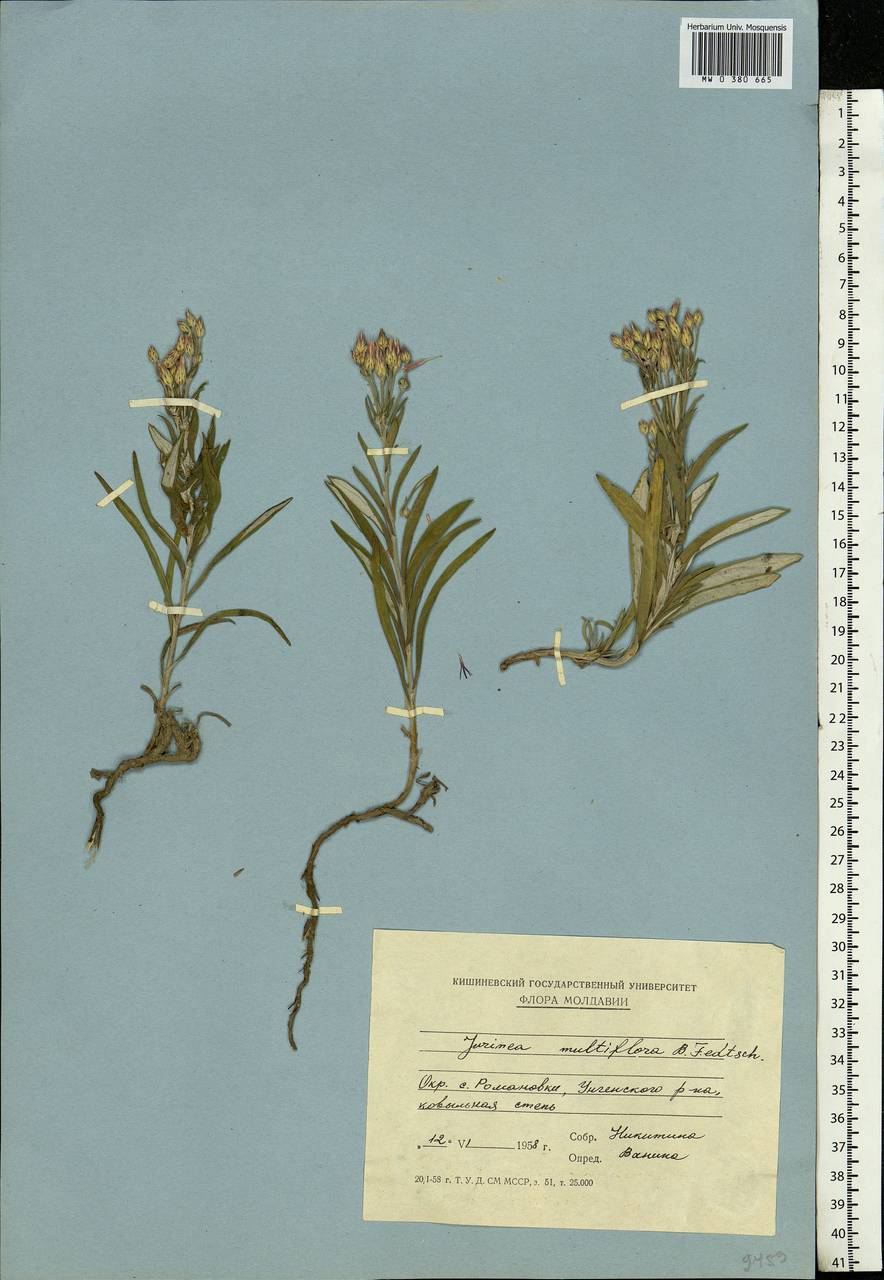 Jurinea multiflora (L.) B. Fedtsch., Eastern Europe, Moldova (E13a) (Moldova)