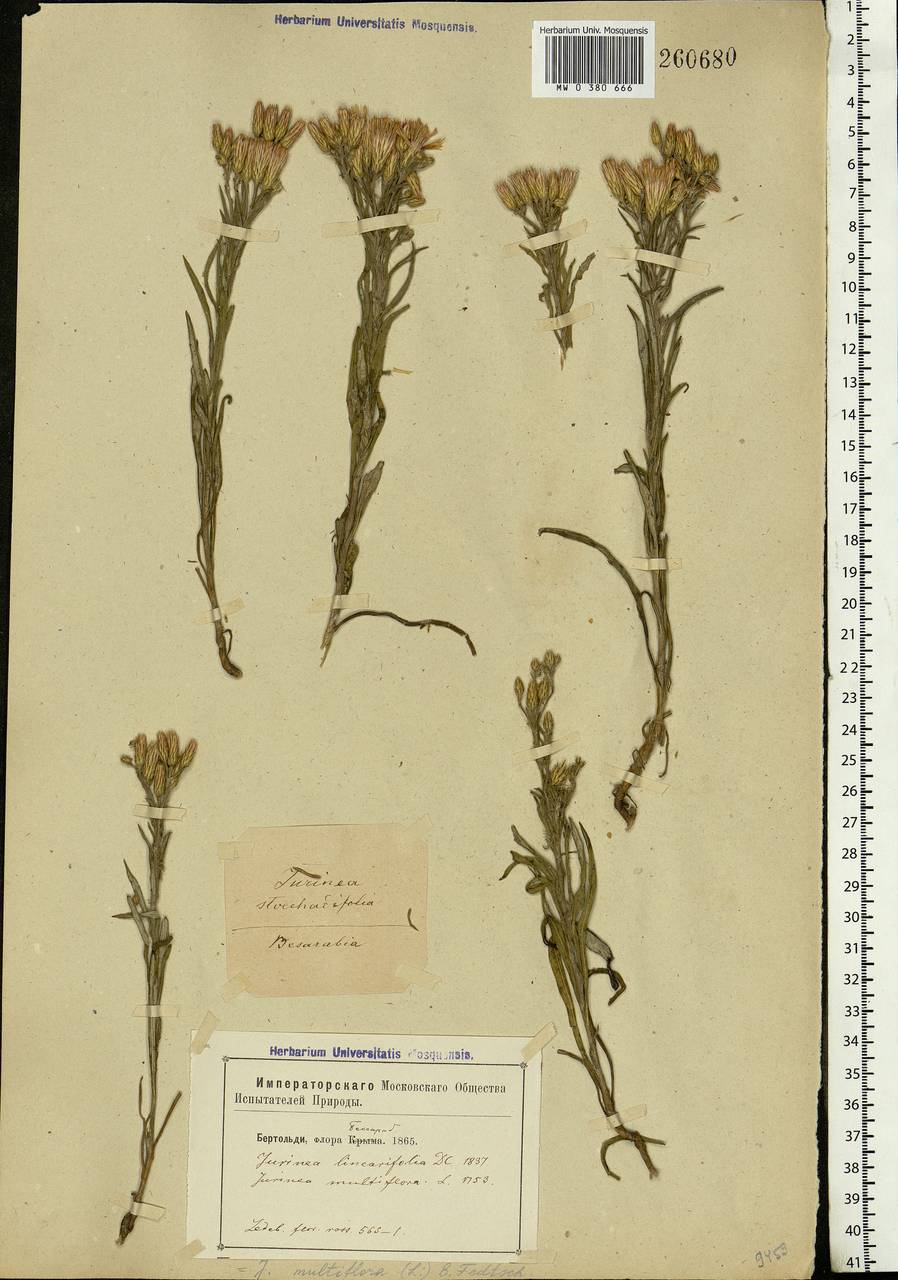 Jurinea multiflora (L.) B. Fedtsch., Eastern Europe, Moldova (E13a) (Moldova)