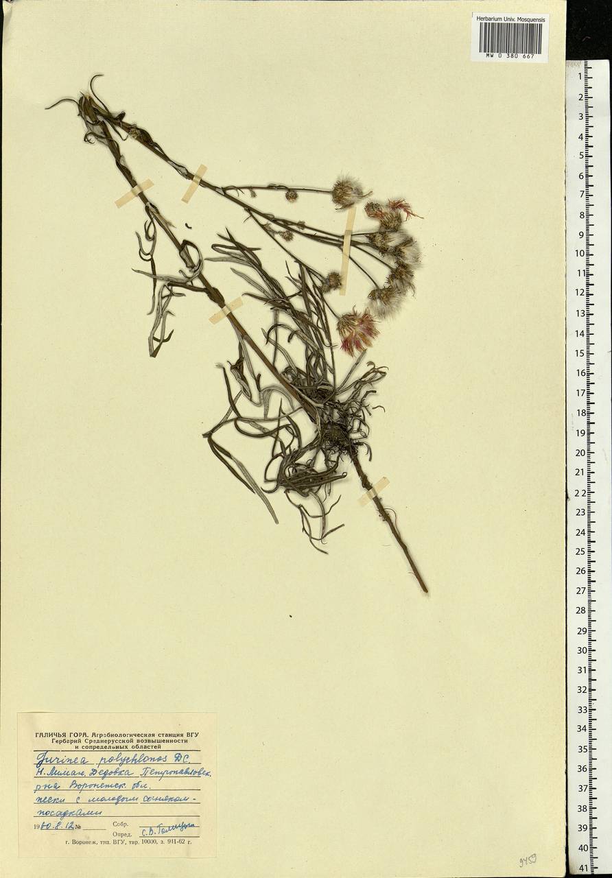 Jurinea polyclonos DC., Eastern Europe, Central forest-and-steppe region (E6) (Russia)