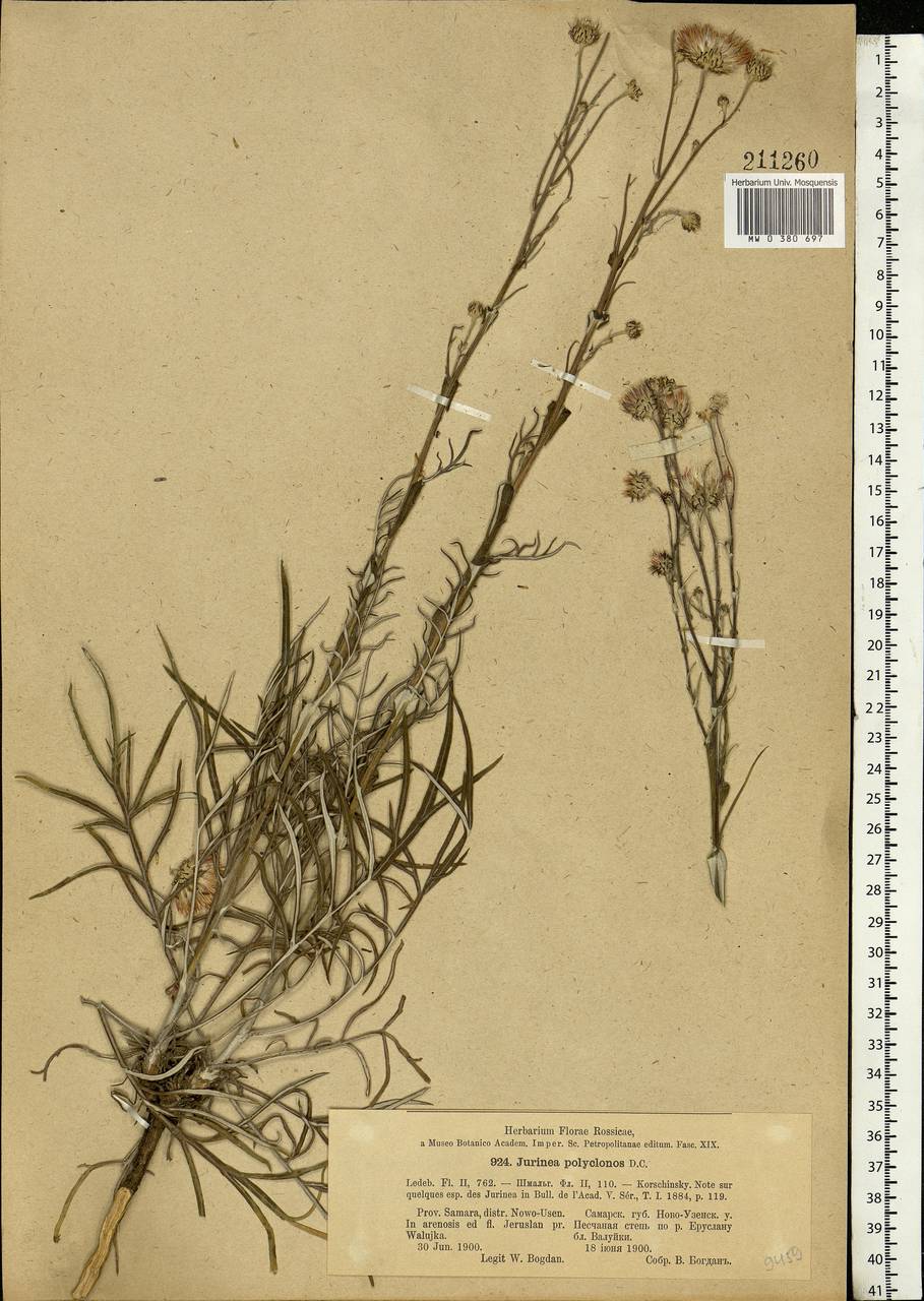 Jurinea polyclonos DC., Eastern Europe, Lower Volga region (E9) (Russia)