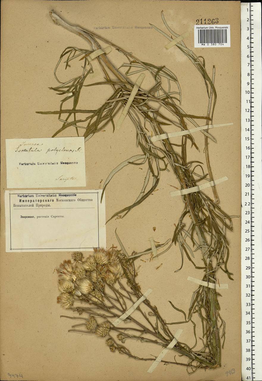 Jurinea polyclonos DC., Eastern Europe, Lower Volga region (E9) (Russia)