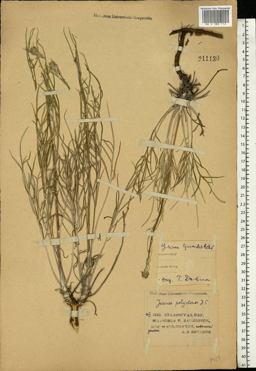 Jurinea polyclonos DC., Eastern Europe, Lower Volga region (E9) (Russia)