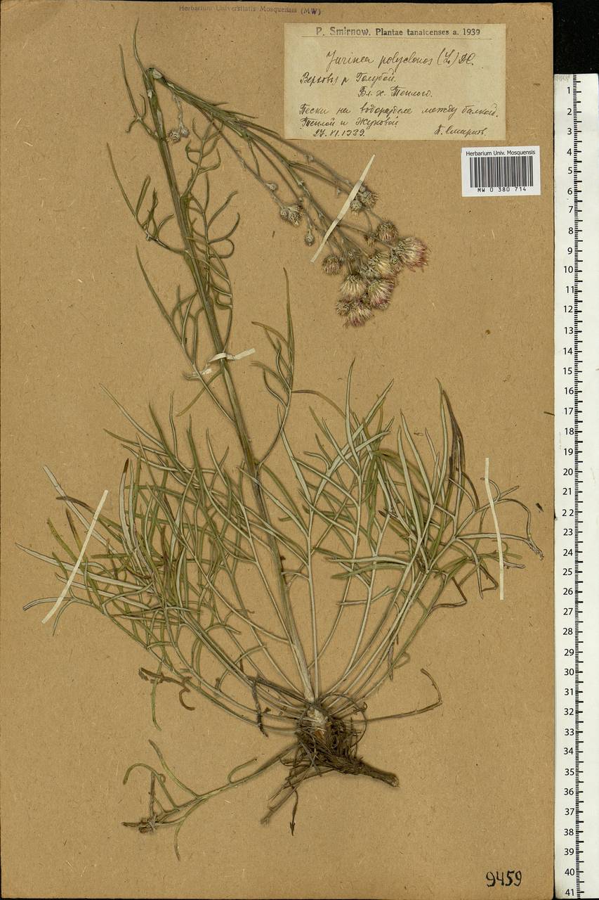 Jurinea polyclonos DC., Eastern Europe, Lower Volga region (E9) (Russia)