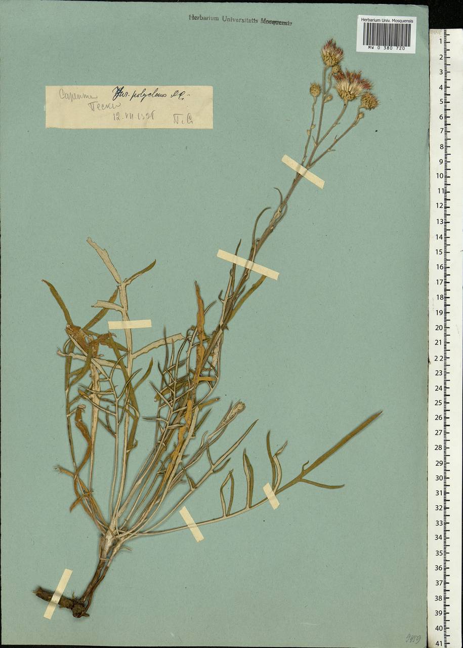 Jurinea polyclonos DC., Eastern Europe, Lower Volga region (E9) (Russia)