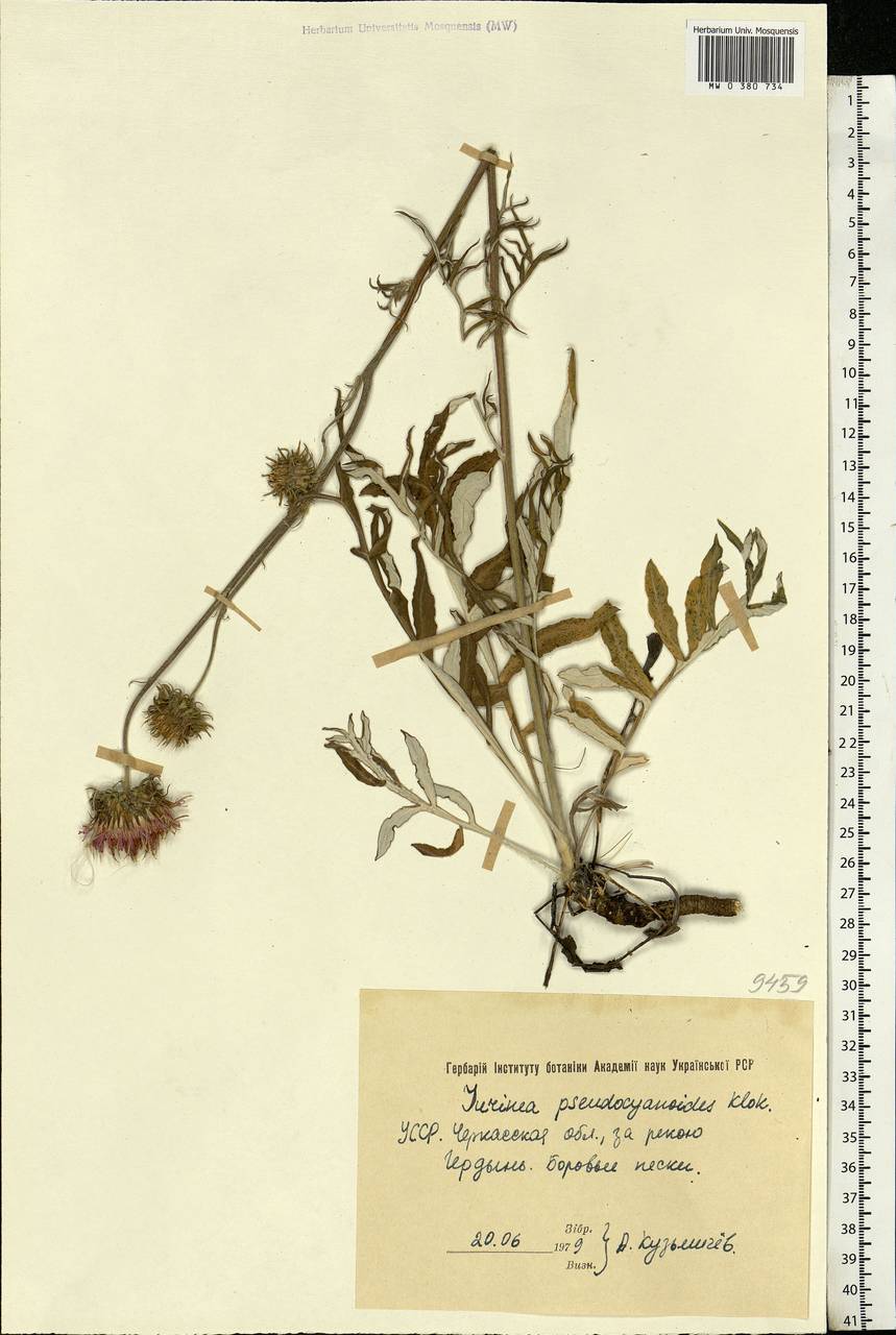 Jurinea tenuiloba Bunge, Eastern Europe, South Ukrainian region (E12) (Ukraine)