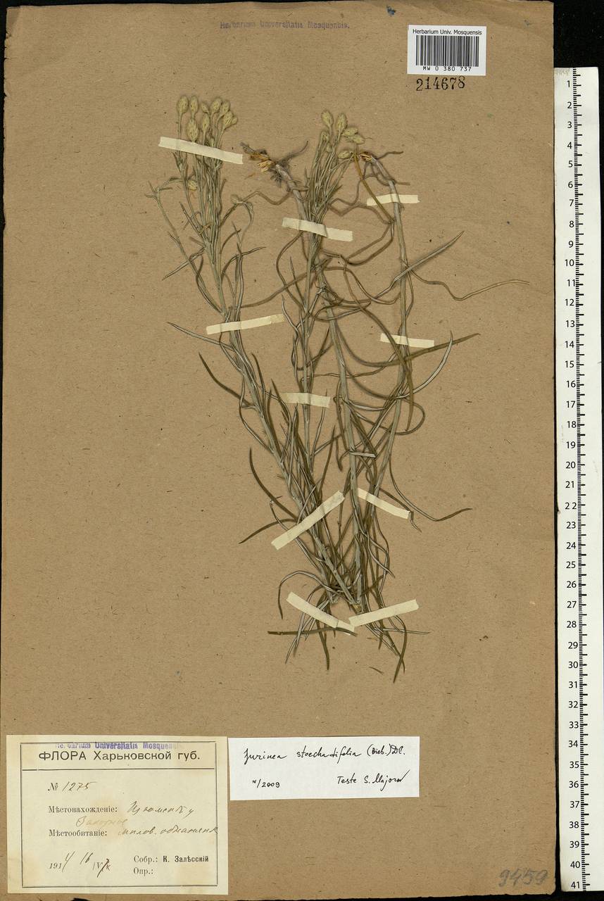 Jurinea stoechadifolia (M. Bieb.) DC., Eastern Europe, North Ukrainian region (E11) (Ukraine)