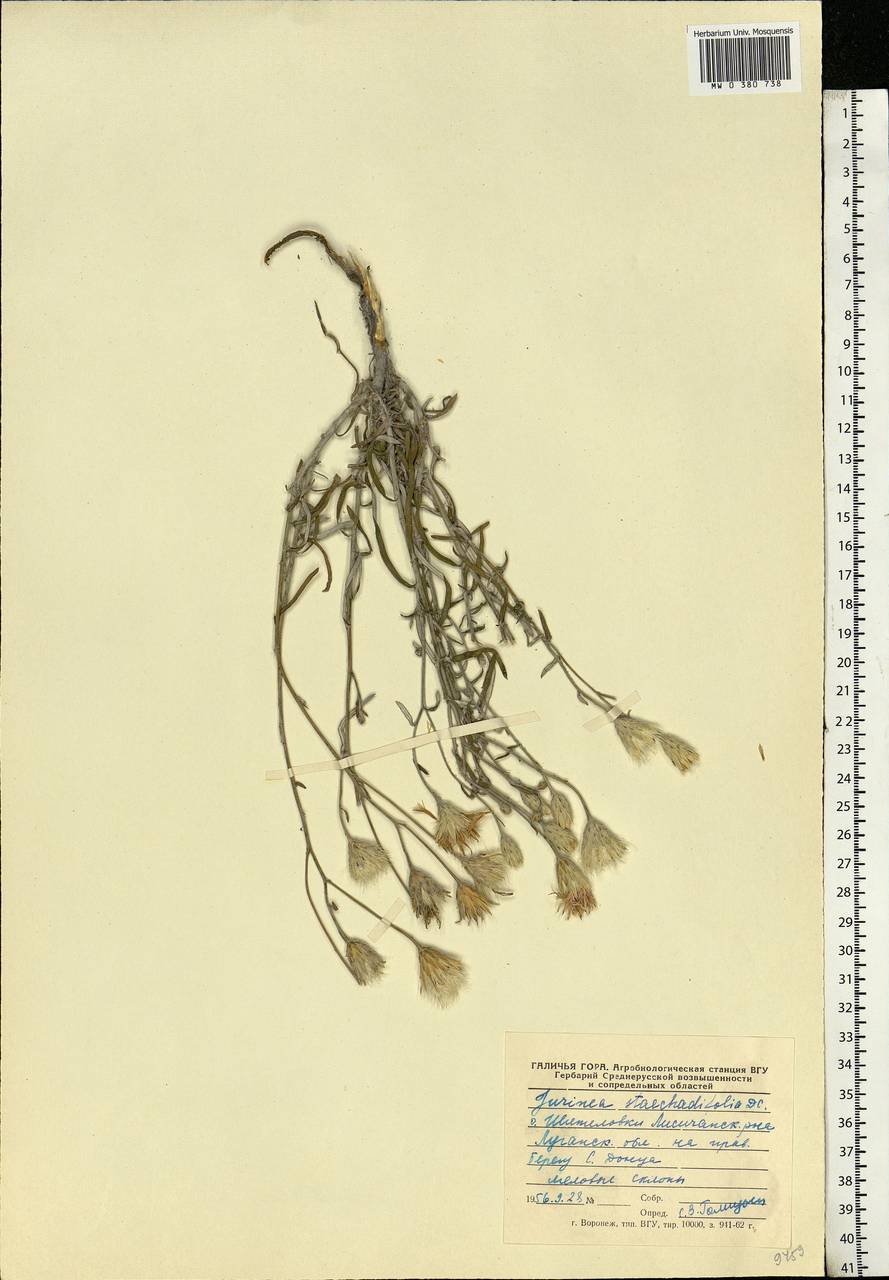 Jurinea stoechadifolia (M. Bieb.) DC., Eastern Europe, North Ukrainian region (E11) (Ukraine)