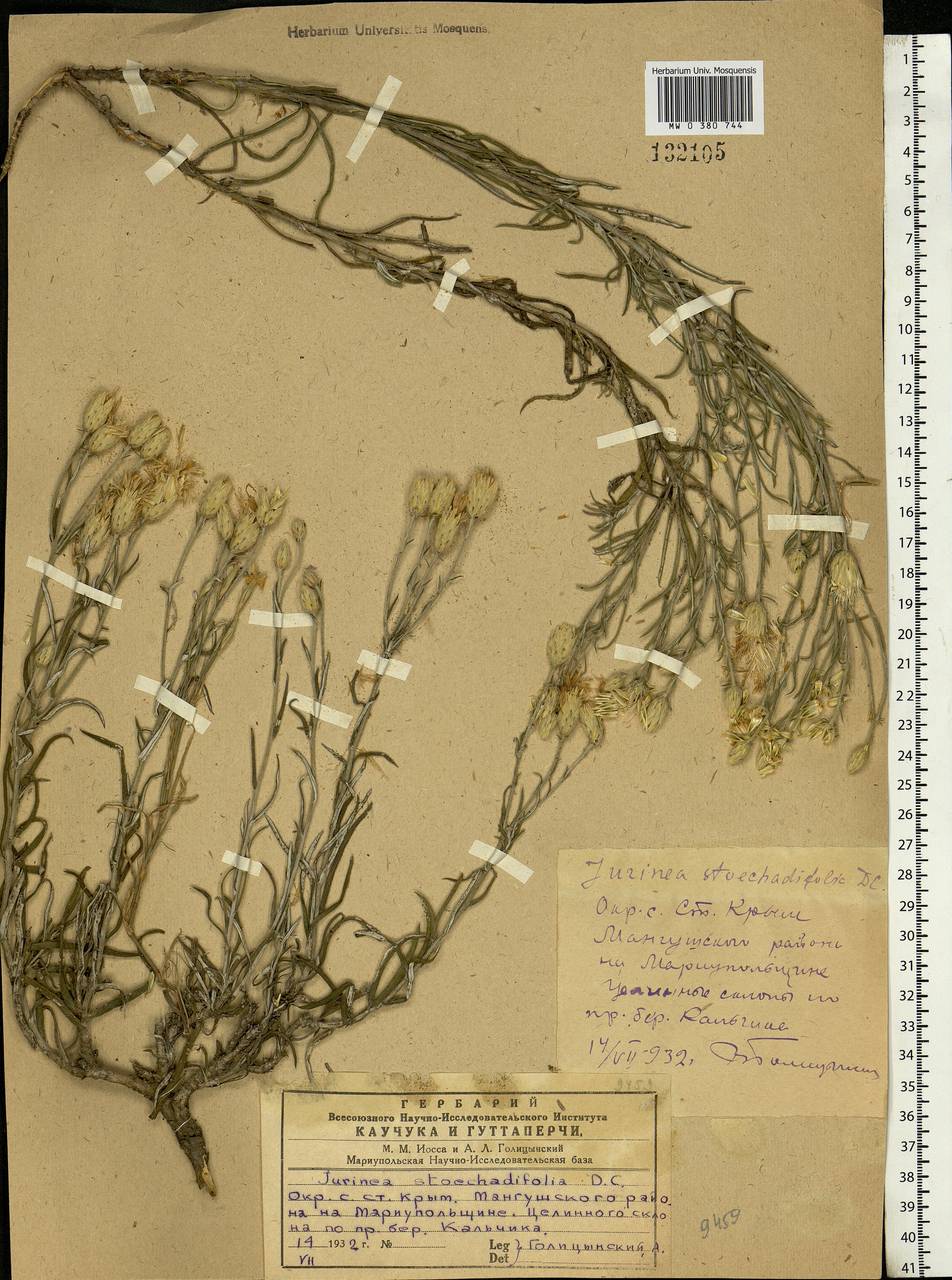 Jurinea stoechadifolia (M. Bieb.) DC., Eastern Europe, South Ukrainian region (E12) (Ukraine)