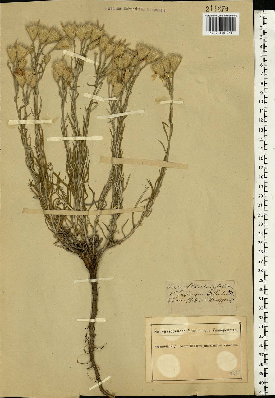 Jurinea stoechadifolia (M. Bieb.) DC., Eastern Europe, South Ukrainian region (E12) (Ukraine)