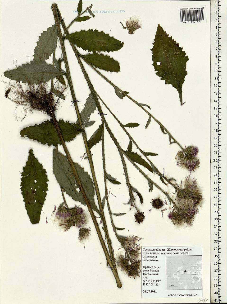 Carduus, Eastern Europe, North-Western region (E2) (Russia)
