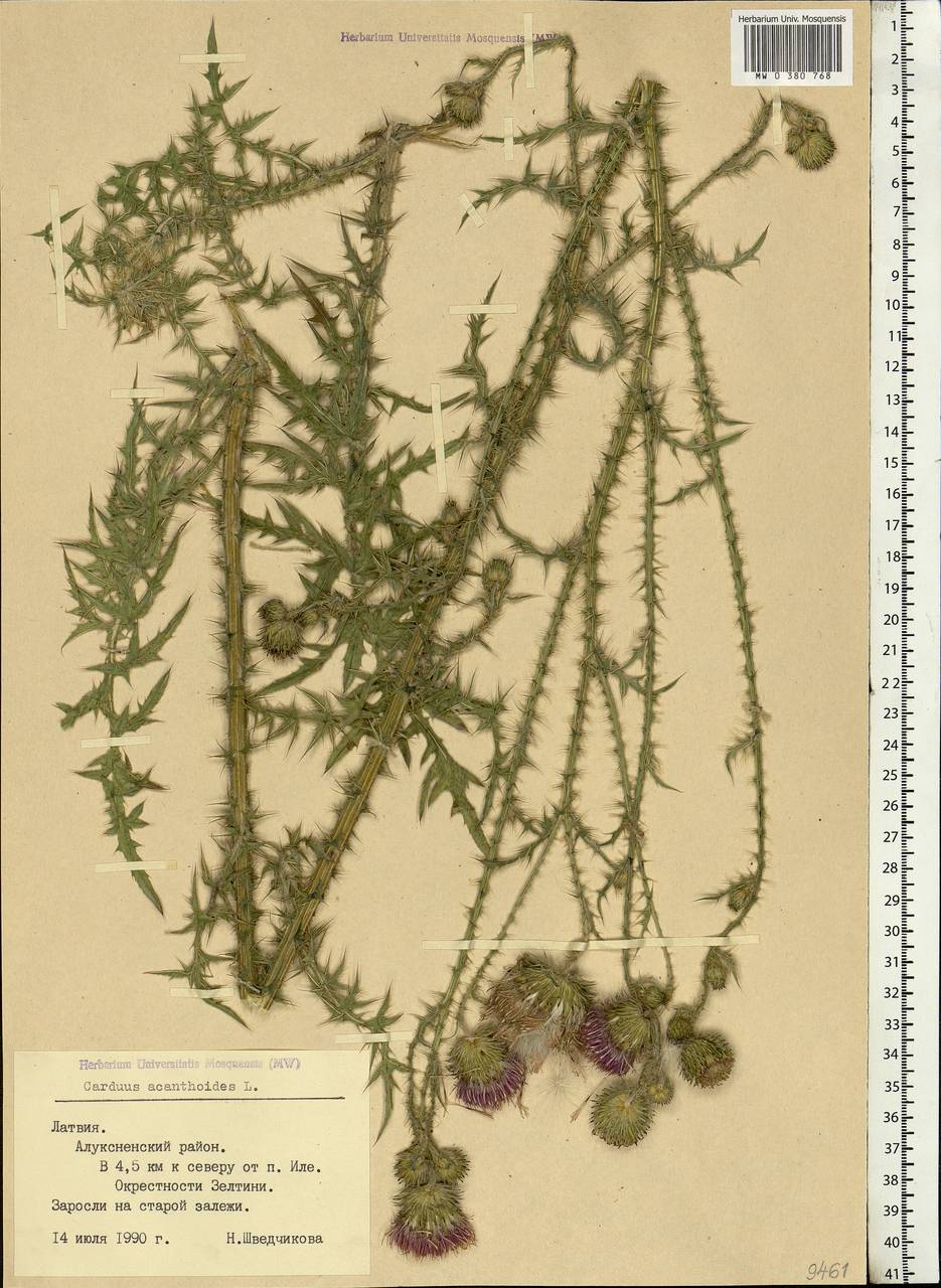 Carduus acanthoides L., Eastern Europe, Latvia (E2b) (Latvia)
