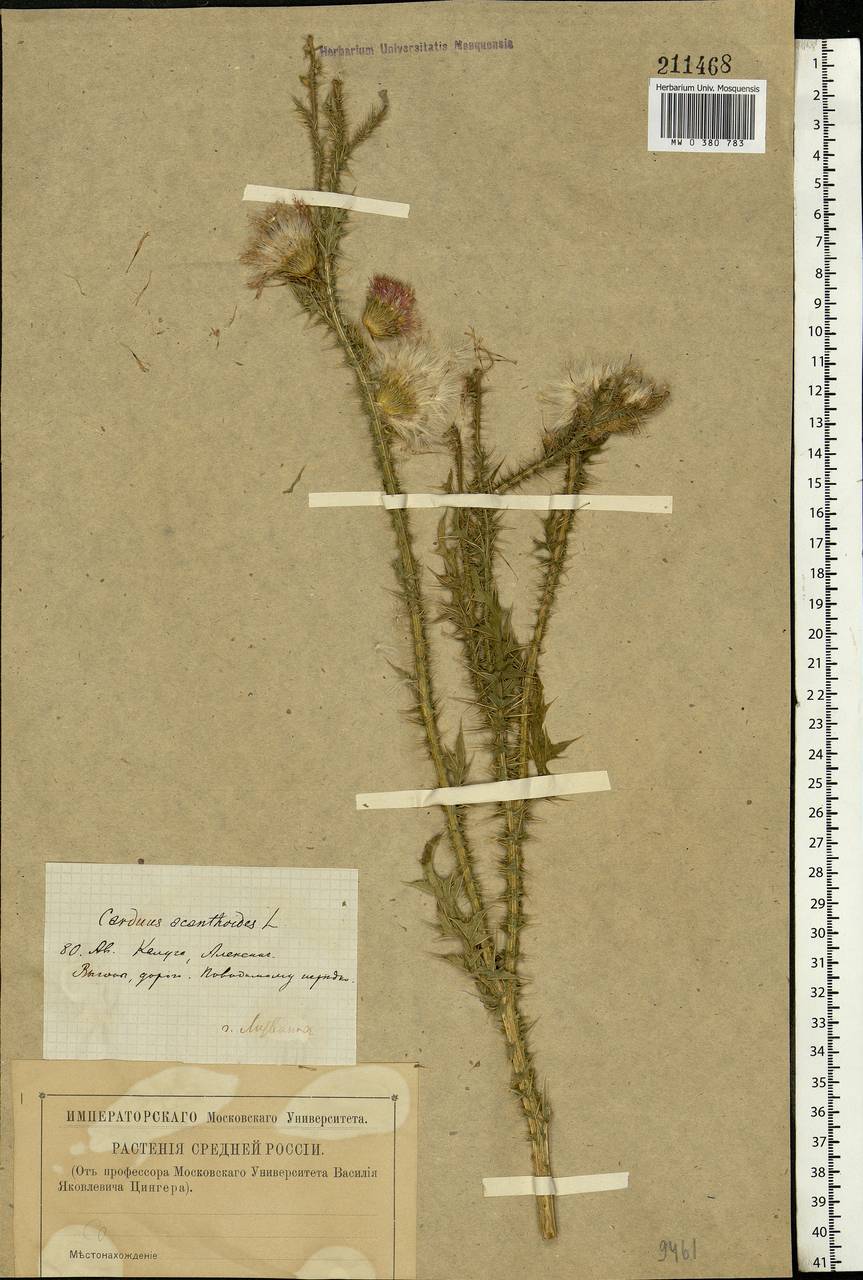 Carduus acanthoides L., Eastern Europe, Central region (E4) (Russia)