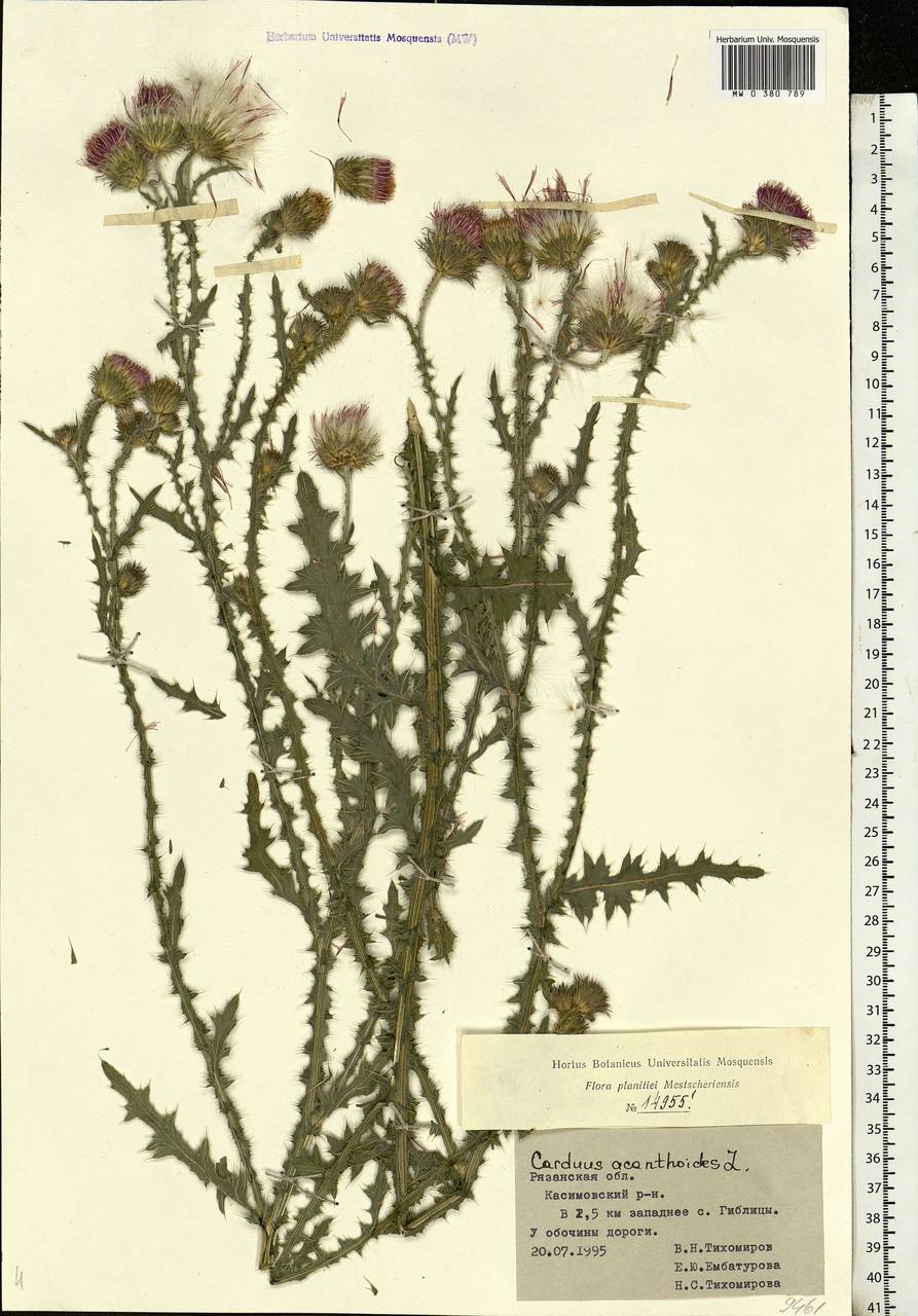 Carduus acanthoides L., Eastern Europe, Central region (E4) (Russia)