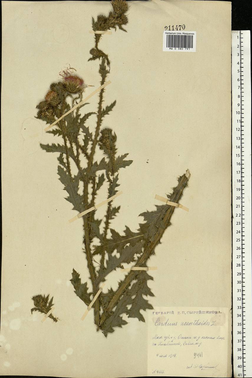 Carduus acanthoides L., Eastern Europe, Moscow region (E4a) (Russia)