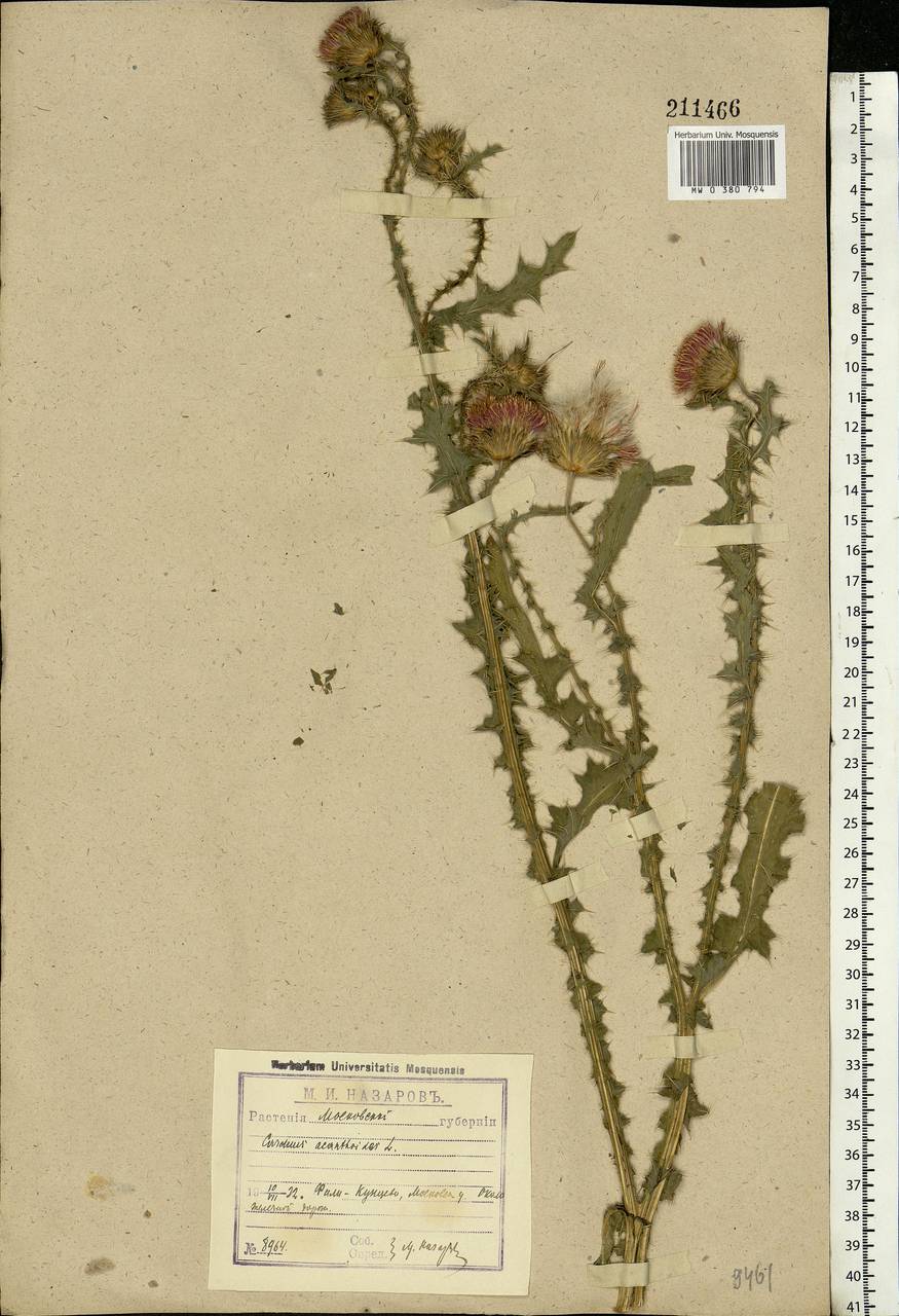 Carduus acanthoides L., Eastern Europe, Moscow region (E4a) (Russia)