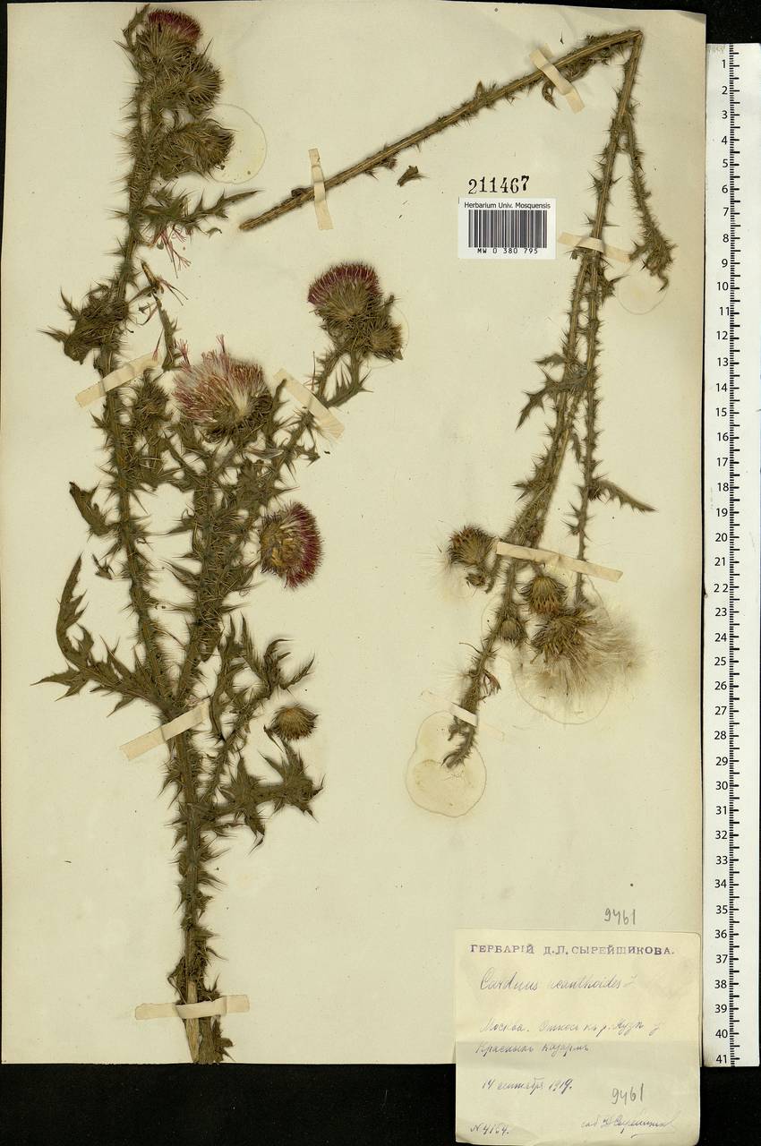 Carduus acanthoides L., Eastern Europe, Moscow region (E4a) (Russia)