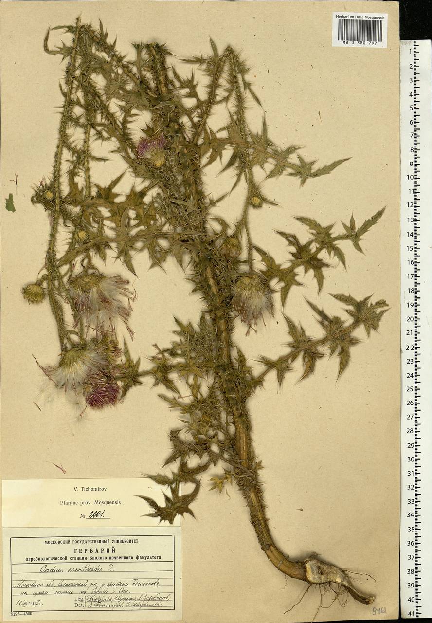 Carduus acanthoides L., Eastern Europe, Moscow region (E4a) (Russia)