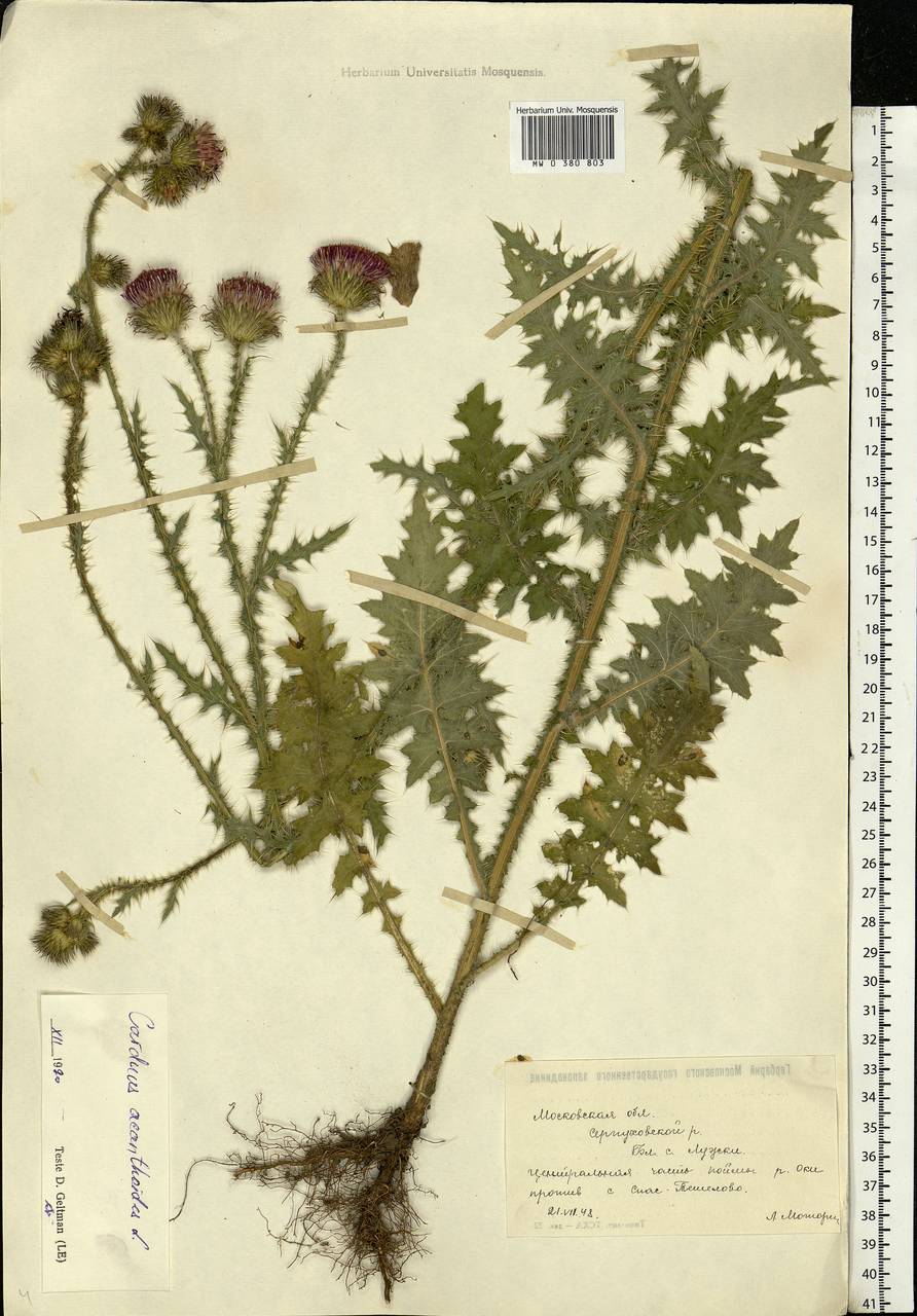 Carduus acanthoides L., Eastern Europe, Moscow region (E4a) (Russia)