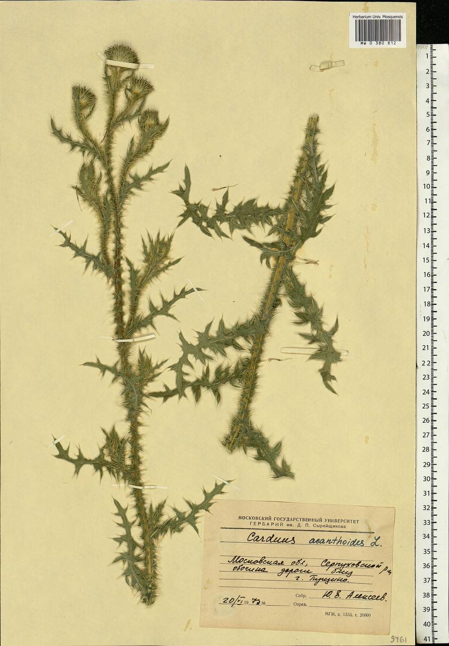 Carduus acanthoides L., Eastern Europe, Moscow region (E4a) (Russia)