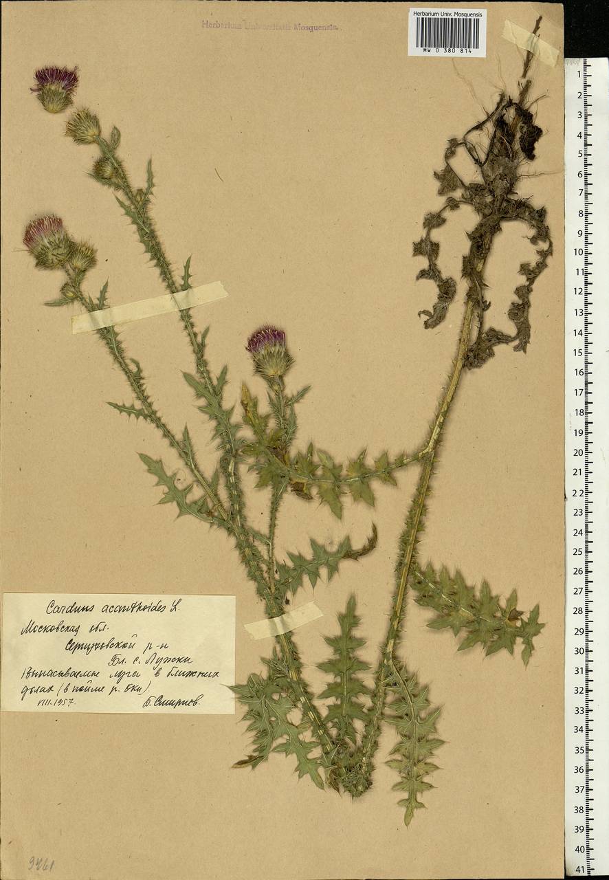Carduus acanthoides L., Eastern Europe, Moscow region (E4a) (Russia)