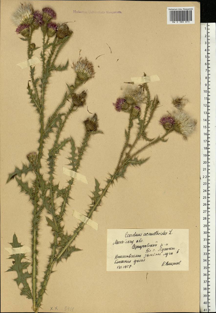 Carduus acanthoides L., Eastern Europe, Moscow region (E4a) (Russia)