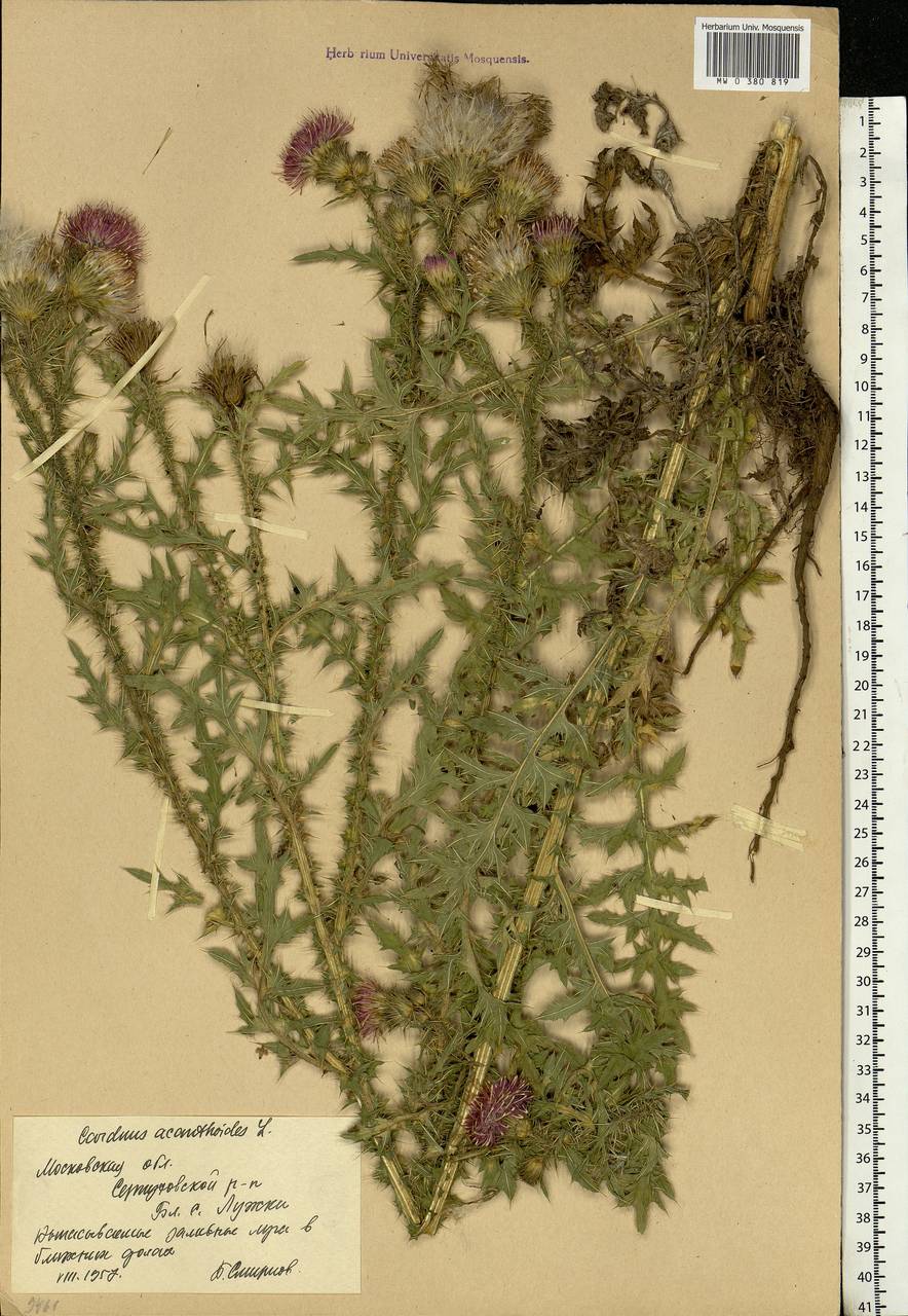 Carduus acanthoides L., Eastern Europe, Moscow region (E4a) (Russia)