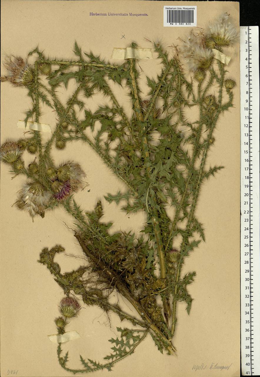 Carduus acanthoides L., Eastern Europe, Moscow region (E4a) (Russia)