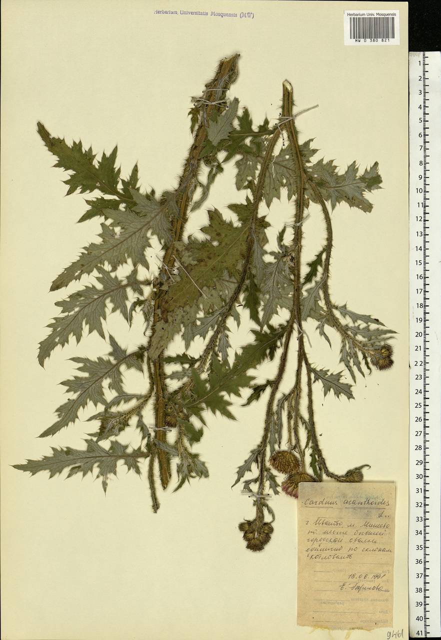 Carduus acanthoides L., Eastern Europe, Central forest region (E5) (Russia)