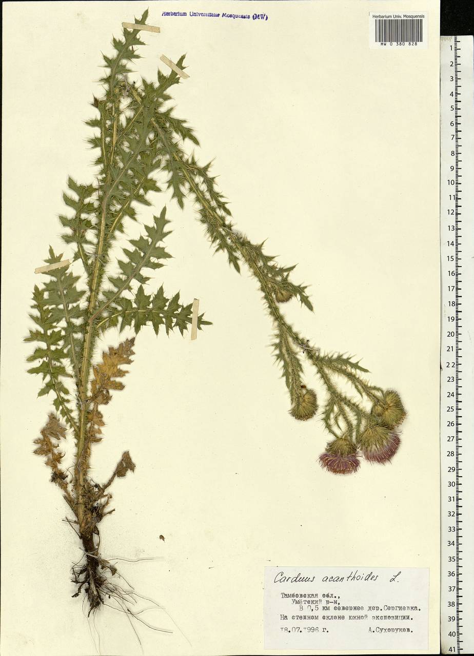 Carduus acanthoides L., Eastern Europe, Central forest-and-steppe region (E6) (Russia)