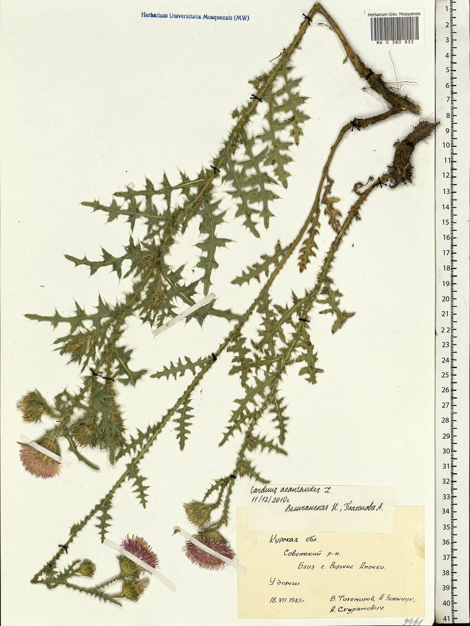 Carduus acanthoides L., Eastern Europe, Central forest-and-steppe region (E6) (Russia)