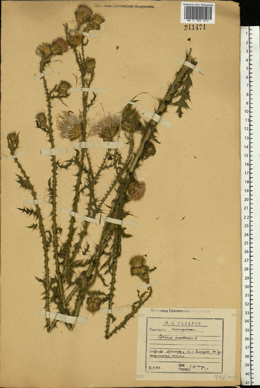 Carduus acanthoides L., Eastern Europe, Volga-Kama region (E7) (Russia)