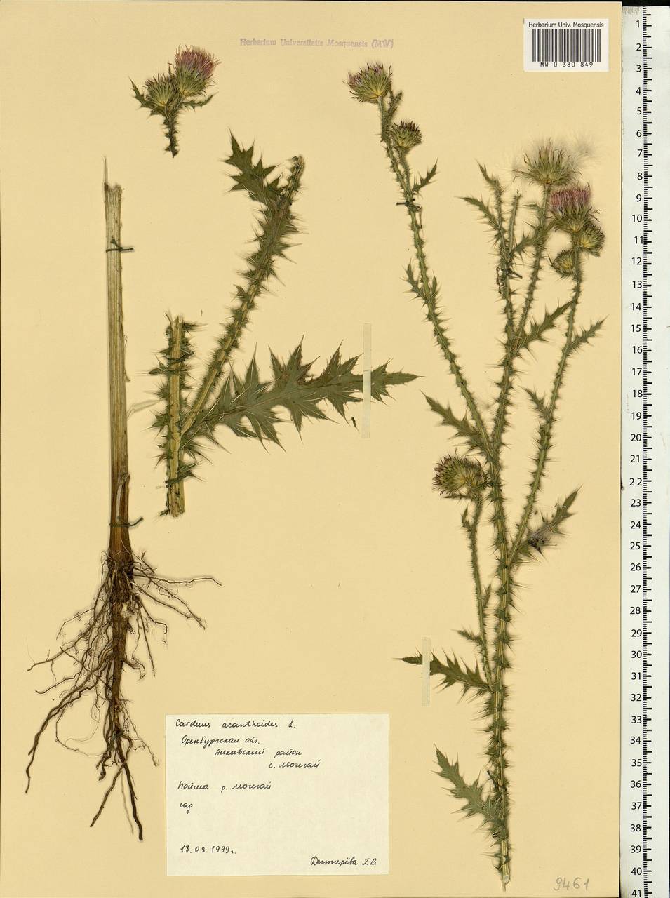 Carduus acanthoides L., Eastern Europe, Eastern region (E10) (Russia)