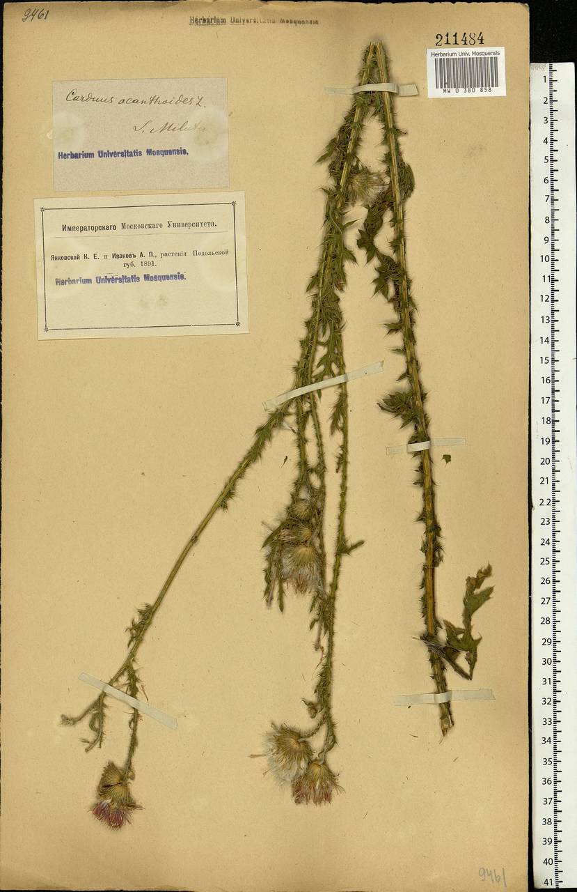 Carduus acanthoides L., Eastern Europe, South Ukrainian region (E12) (Ukraine)