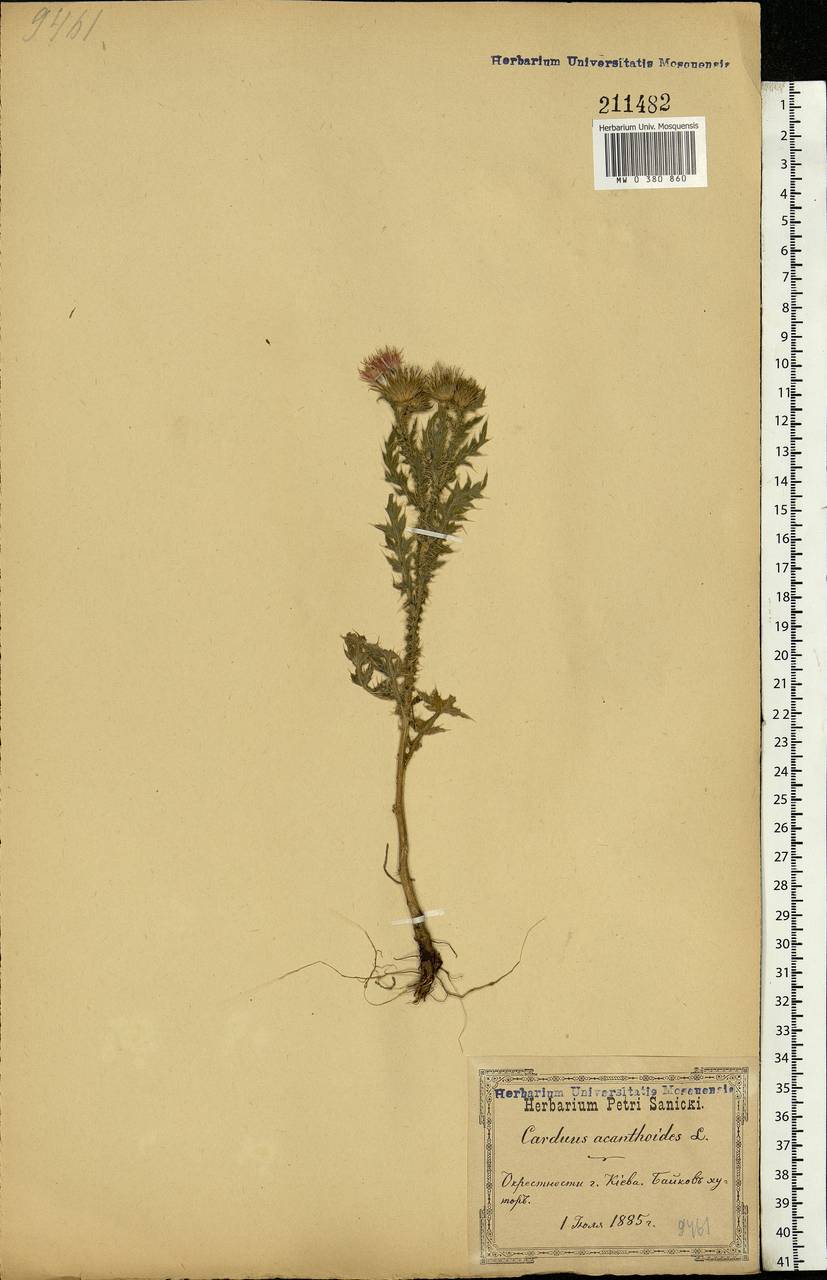 Carduus acanthoides L., Eastern Europe, North Ukrainian region (E11) (Ukraine)