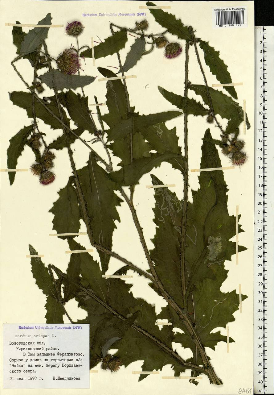 Carduus crispus L., Eastern Europe, Northern region (E1) (Russia)