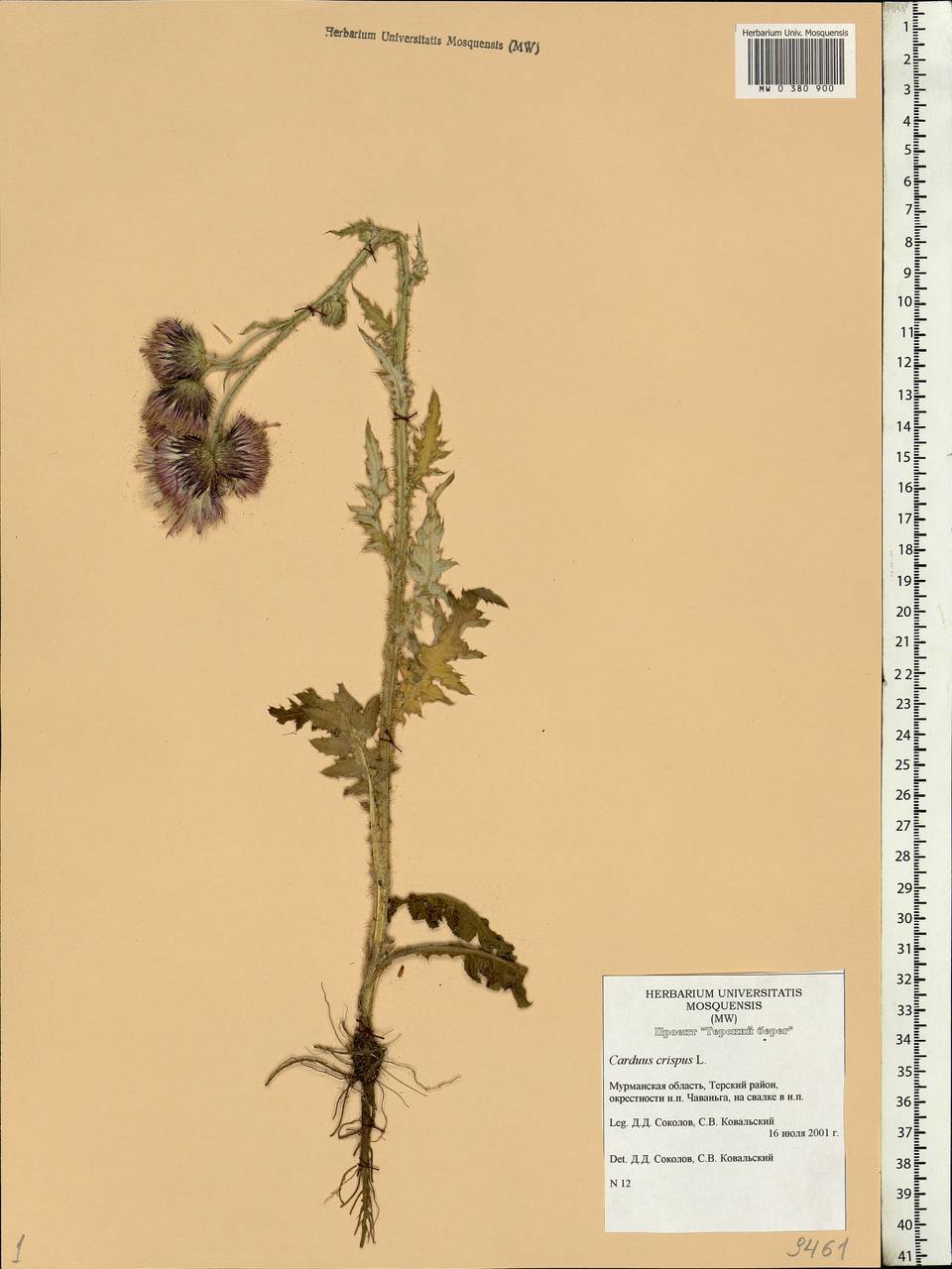 Carduus crispus L., Eastern Europe, Northern region (E1) (Russia)