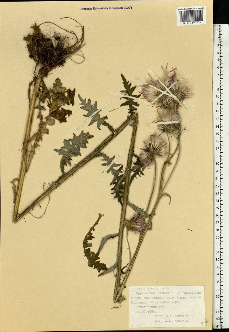 Carduus crispus L., Eastern Europe, Northern region (E1) (Russia)