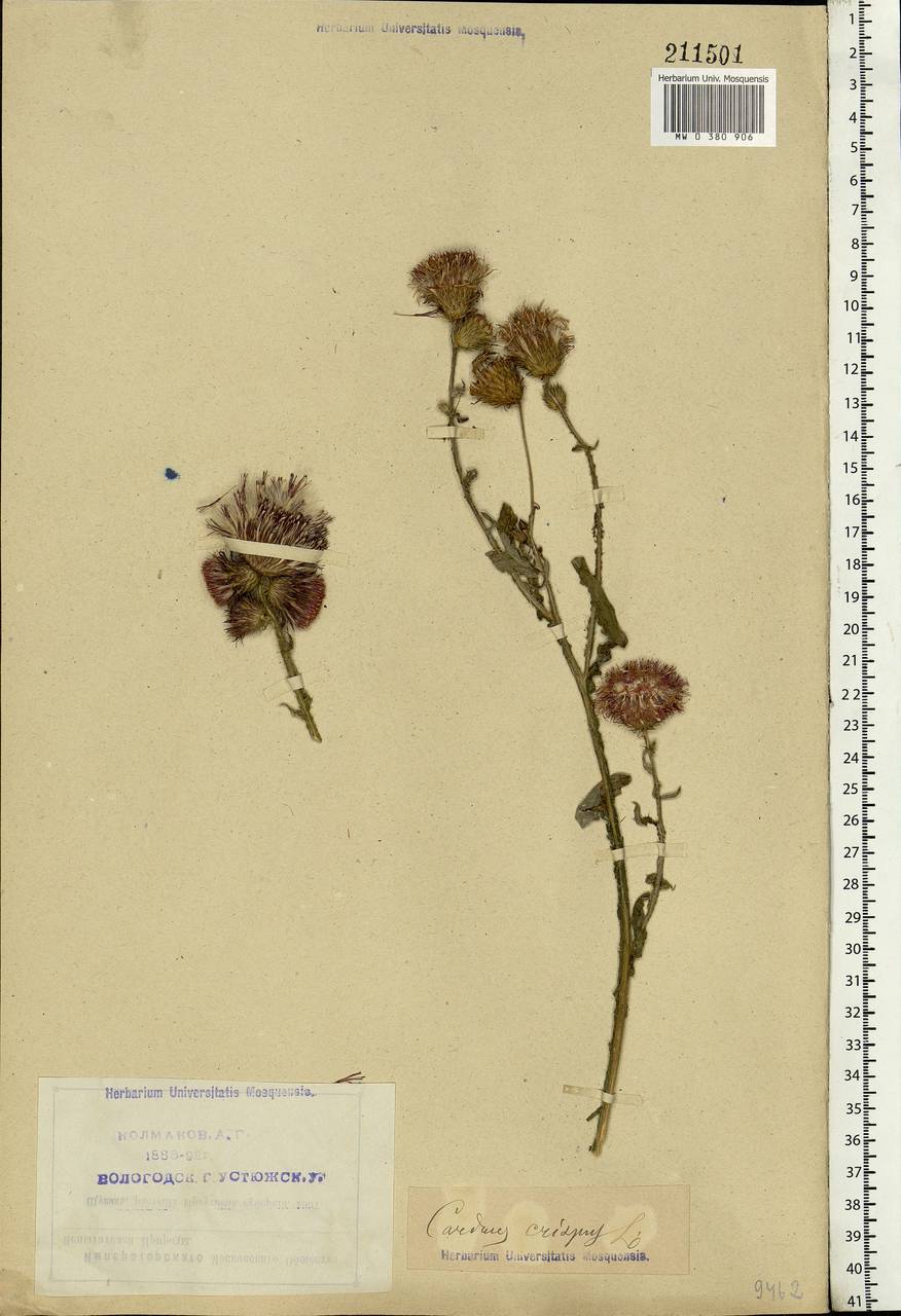 Carduus crispus L., Eastern Europe, Northern region (E1) (Russia)