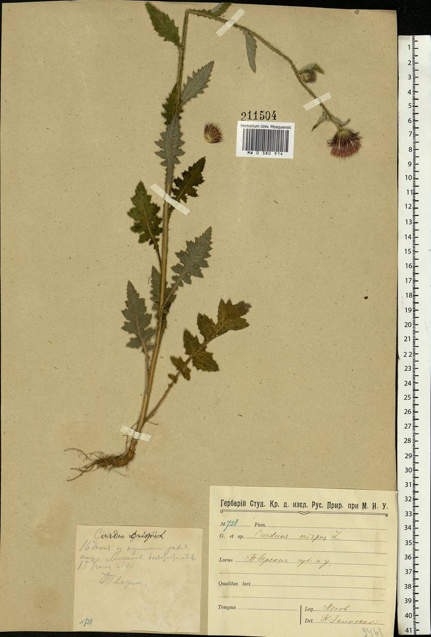 Carduus crispus L., Eastern Europe, North-Western region (E2) (Russia)