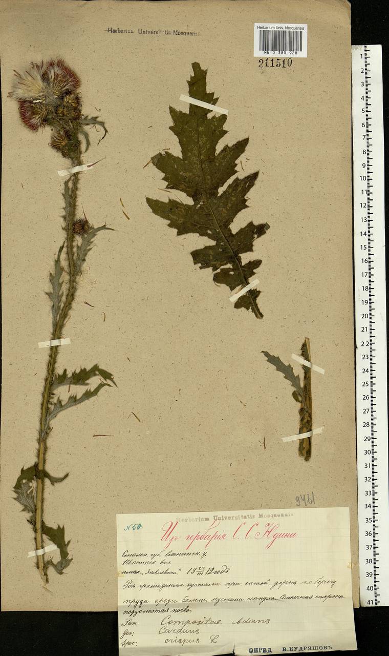 Carduus crispus L., Eastern Europe, Western region (E3) (Russia)