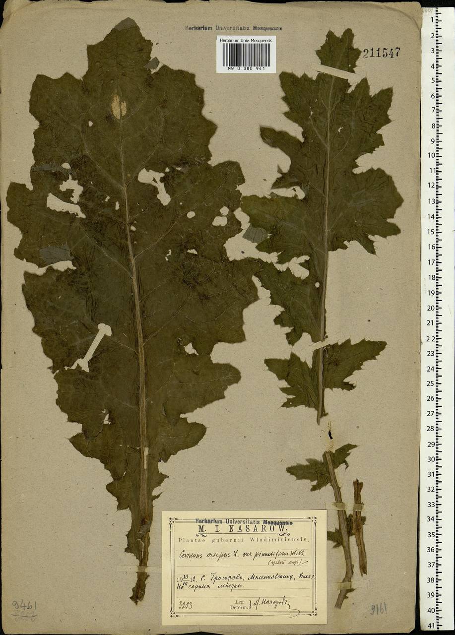 Carduus crispus L., Eastern Europe, Central region (E4) (Russia)