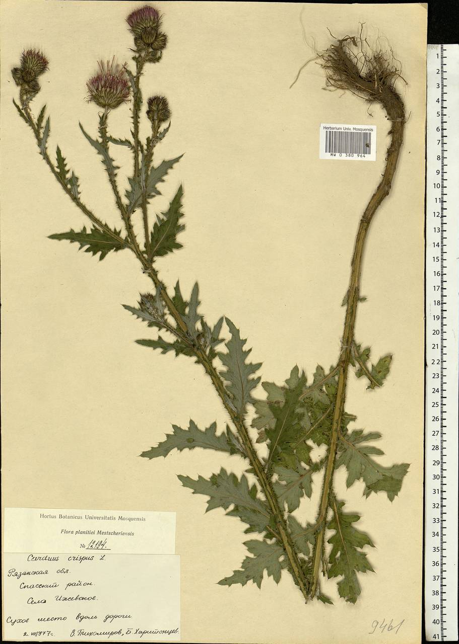 Carduus crispus L., Eastern Europe, Central region (E4) (Russia)