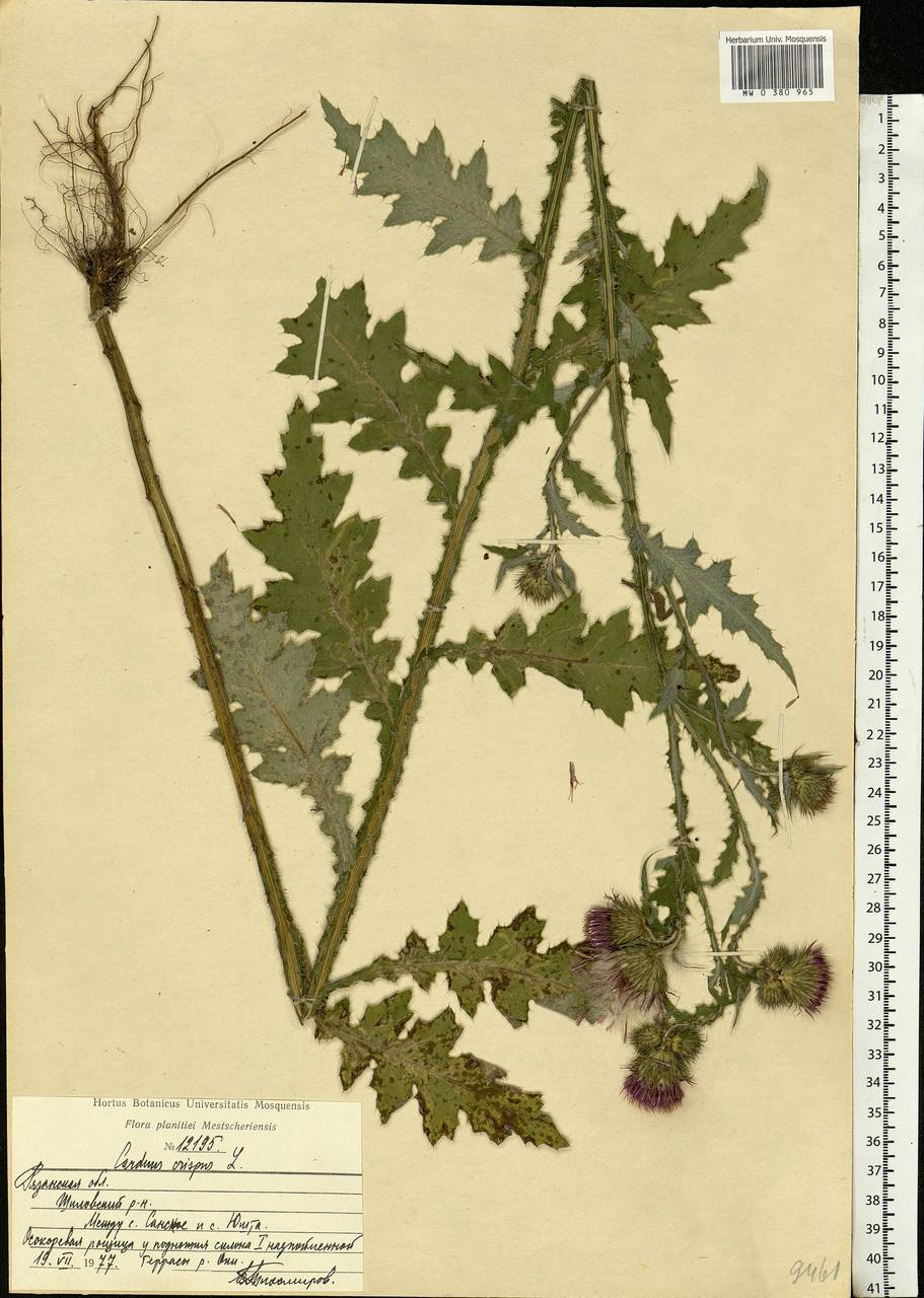 Carduus crispus L., Eastern Europe, Central region (E4) (Russia)