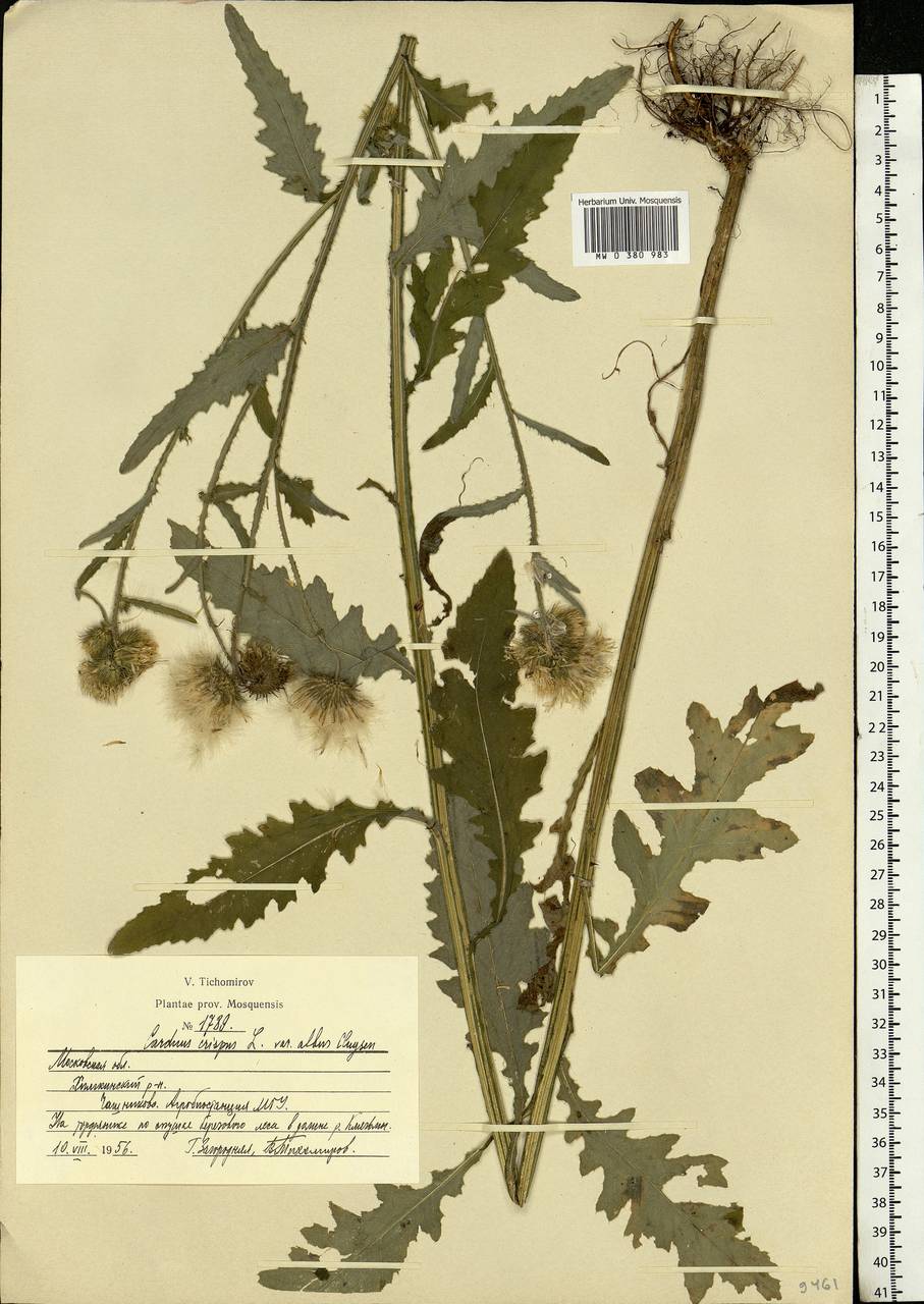 Carduus crispus L., Eastern Europe, Moscow region (E4a) (Russia)