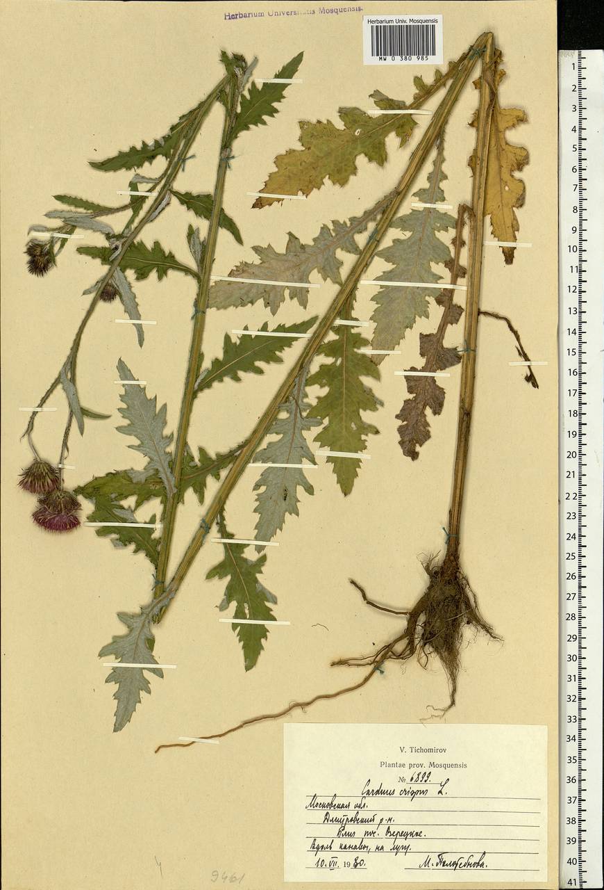 Carduus crispus L., Eastern Europe, Moscow region (E4a) (Russia)