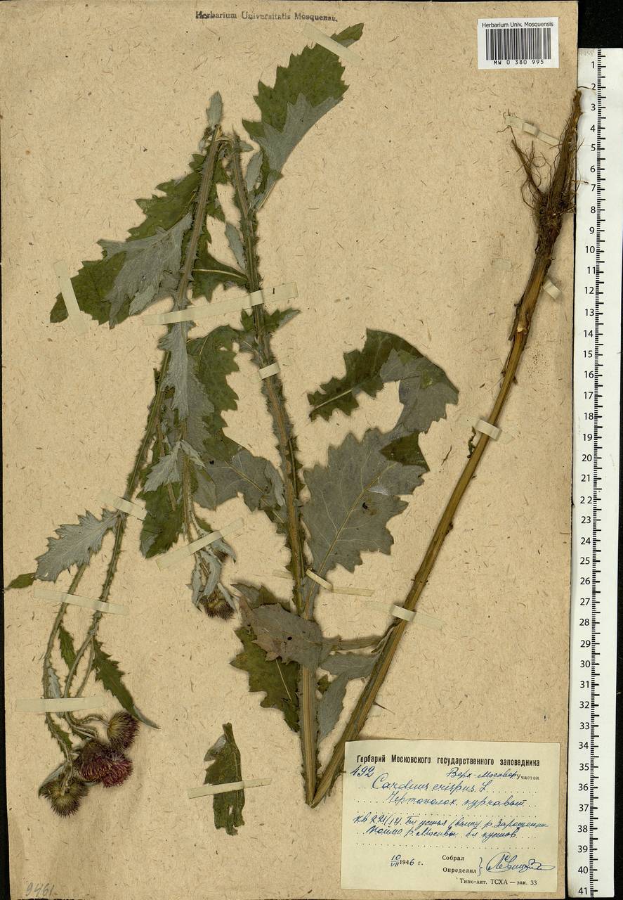 Carduus crispus L., Eastern Europe, Moscow region (E4a) (Russia)