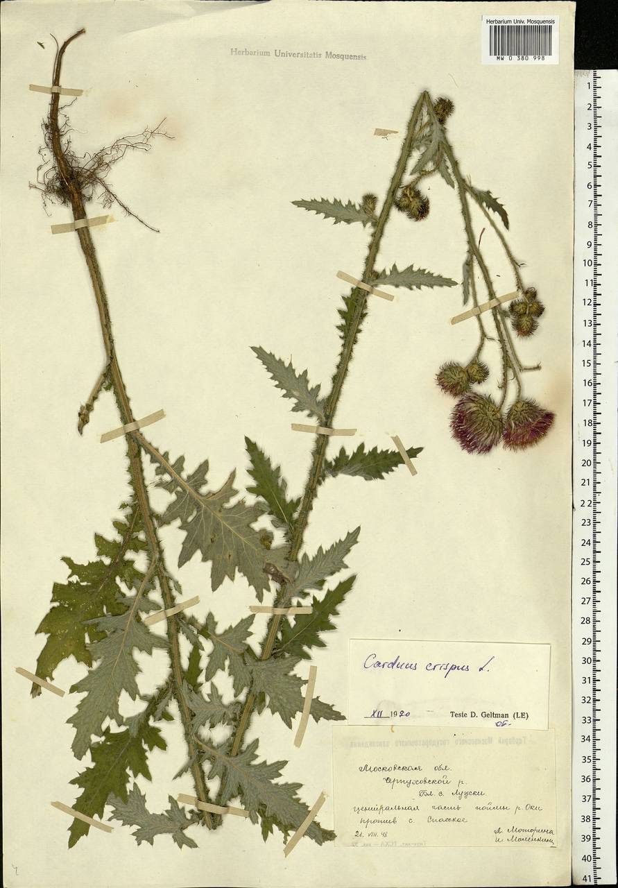 Carduus crispus L., Eastern Europe, Moscow region (E4a) (Russia)