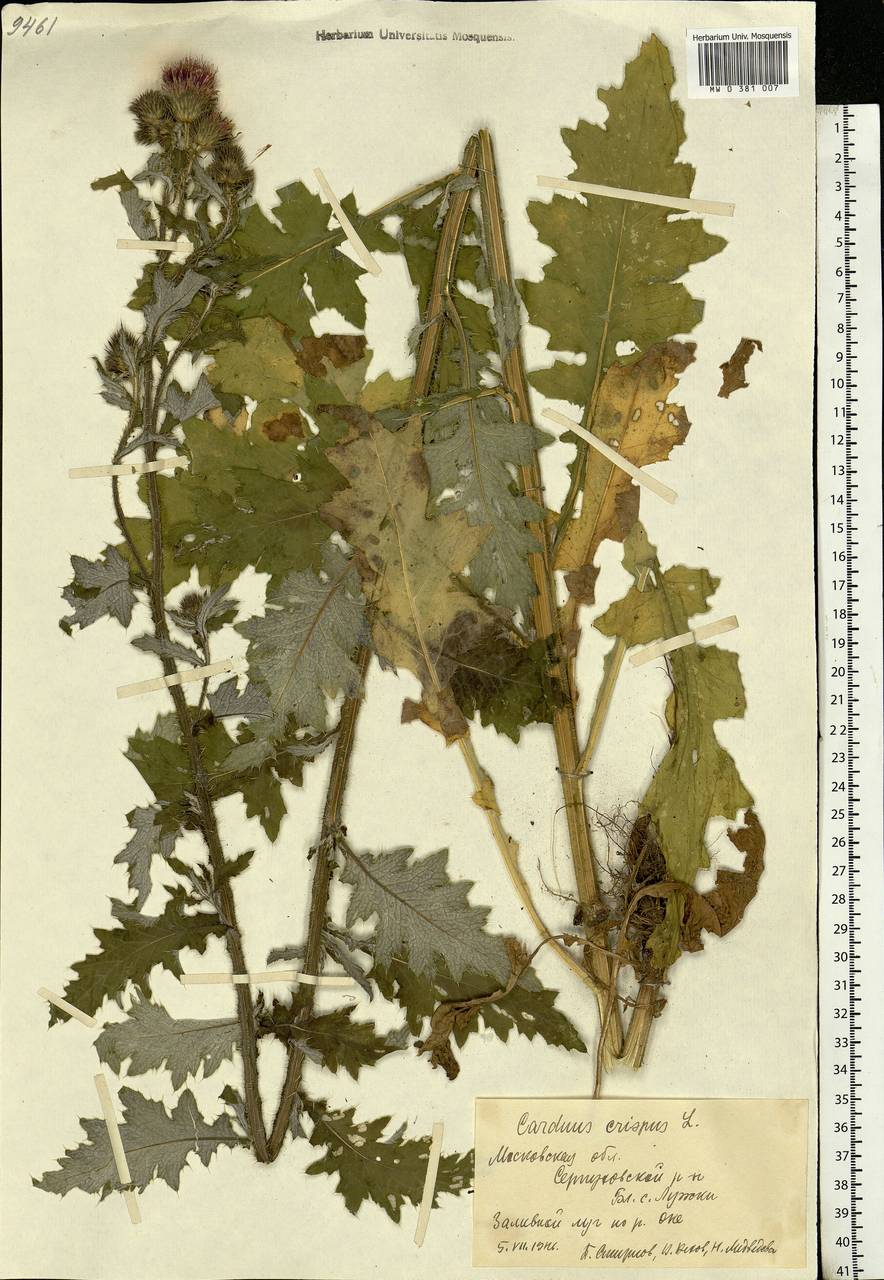 Carduus crispus L., Eastern Europe, Moscow region (E4a) (Russia)