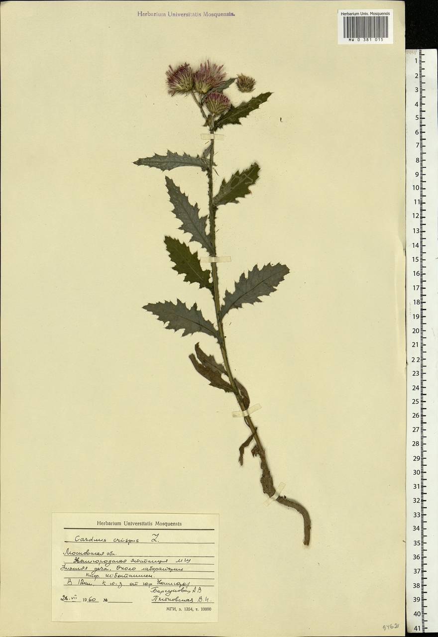 Carduus crispus L., Eastern Europe, Moscow region (E4a) (Russia)