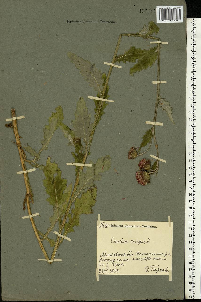 Carduus crispus L., Eastern Europe, Moscow region (E4a) (Russia)